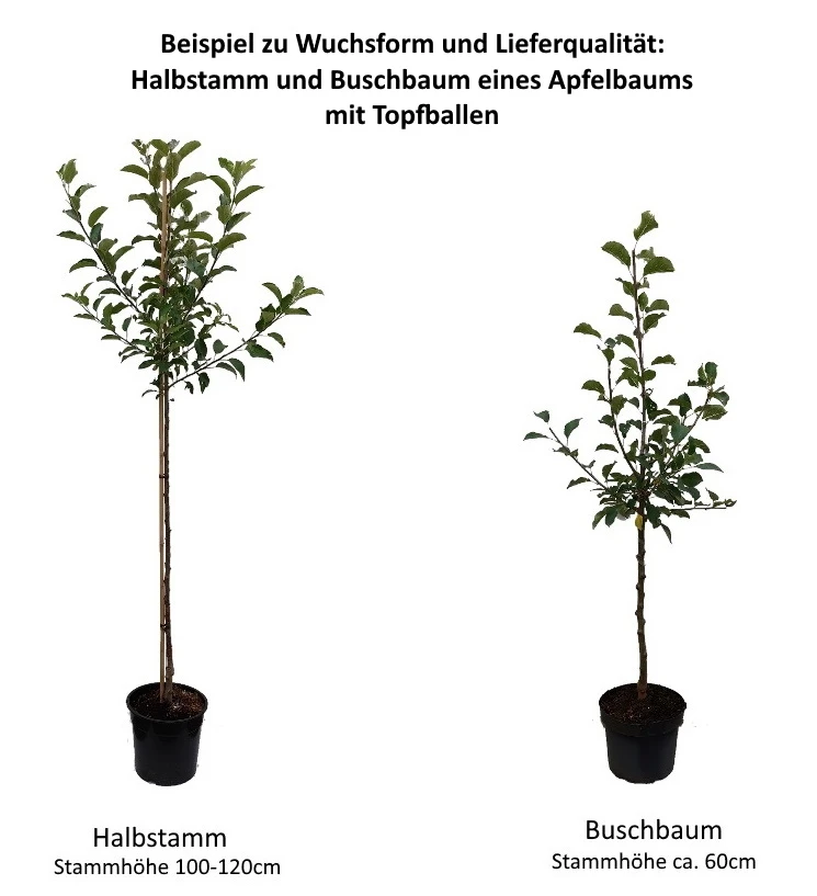 Gewürzluiken Malus Domestica `Gewürzluiken´ 3 Gewürzluiken Malus Domestica `Gewürzluiken´ – Bild 3
