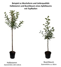Gravensteiner Malus Domestica 6 Gravensteiner Malus Domestica -Pflanzenhof-online Geschäft 0 Baumformen Buschbaum und HalbstammmACenplXPwaXg