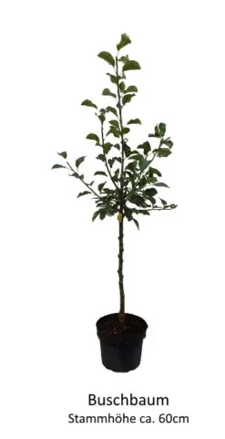 Rosette® Malus Domestica 10 Rosette® Malus Domestica -Pflanzenhof-online Geschäft 0 Baumformen Buschbaum7a73FmYDHOZC2