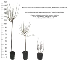 Tatjana, Grün, Fast Stachellos Ribes Uva-crispa `Tatjana´ -Pflanzenhof-online Geschäft 1 Beispiel Stachelbeeren Wuchsformen5728MZOmFH4CB