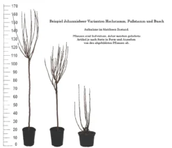 Rolan Ribes Rubrum `Rolan´ -Pflanzenhof-online Geschäft 1Beispiel Johannisbeere WuchsformenubMxZbmWVRpso