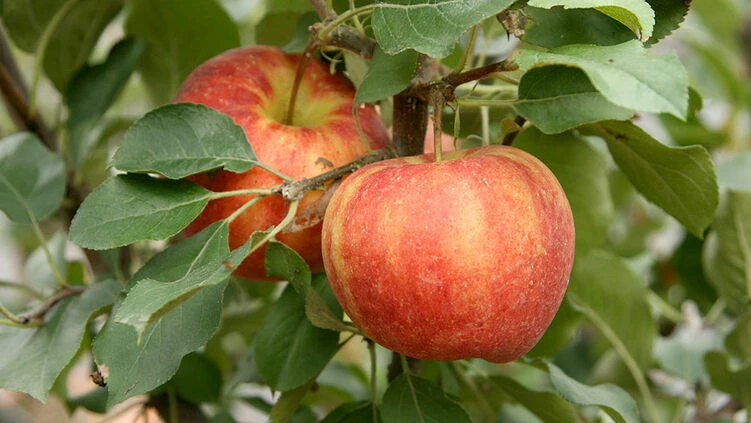 Titelseite 37 Titelseite -Pflanzenhof-online Geschäft 545