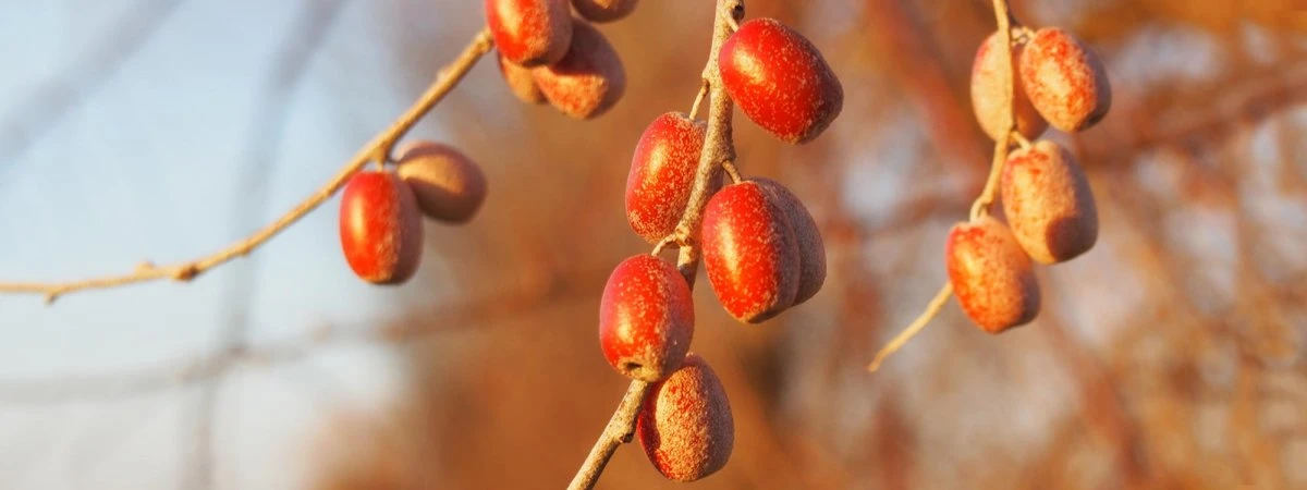 Titelseite 9 Titelseite -Pflanzenhof-online Geschäft 634334