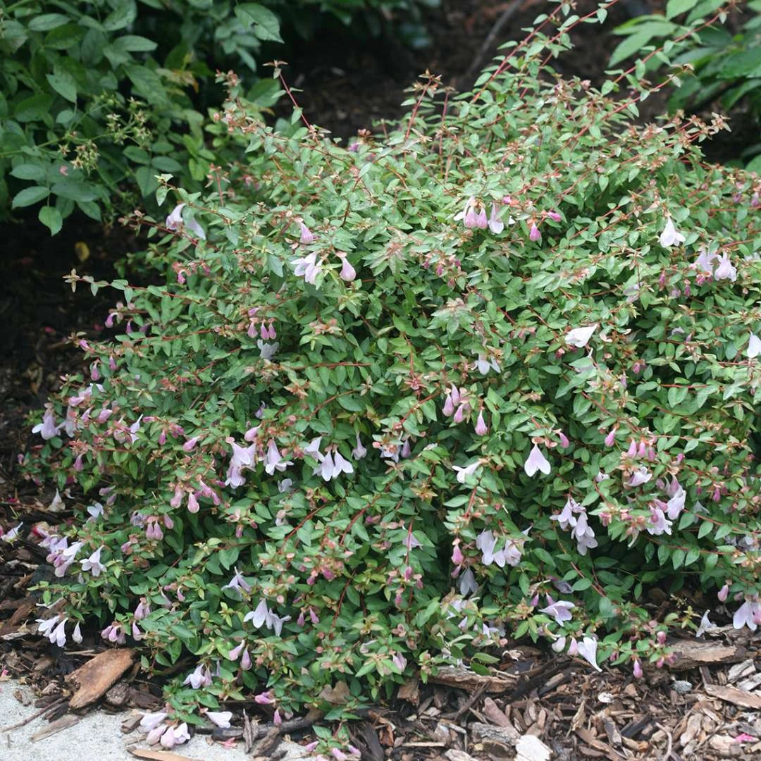 Abelie `Pinky Bells®´ Abelia Grandiflora 2 Abelie `Pinky Bells®´ Abelia Grandiflora – Bild 2