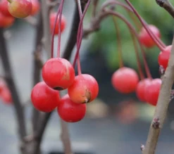 Zwerg-Zierapfel `Adirondack´ Malus ´Adirondack´ 7 Zwerg-Zierapfel `Adirondack´ Malus ´Adirondack´ -Pflanzenhof-online Geschäft Adirondack Frucht Oktober