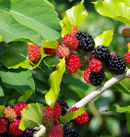 Kompakt Wachsende Maulbeere `Mulle´ Morus Acidosa `Mulle´ 1 Kompakt Wachsende Maulbeere `Mulle´ Morus Acidosa `Mulle´