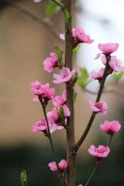 Säulen-Nektarine `Alice Col´ Ⓢ Prunus Nucipersica `Alice Col´ -Pflanzenhof-online Geschäft Alice Col Bl te