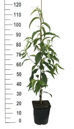Säulen-Nektarine `Alice Col´ Ⓢ Prunus Nucipersica `Alice Col´ -Pflanzenhof-online Geschäft Alice Col weiss scaled