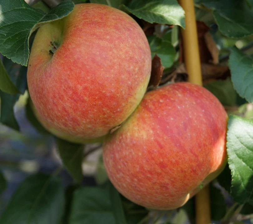 Alkmene Malus Domestica 2 Alkmene Malus Domestica – Bild 2