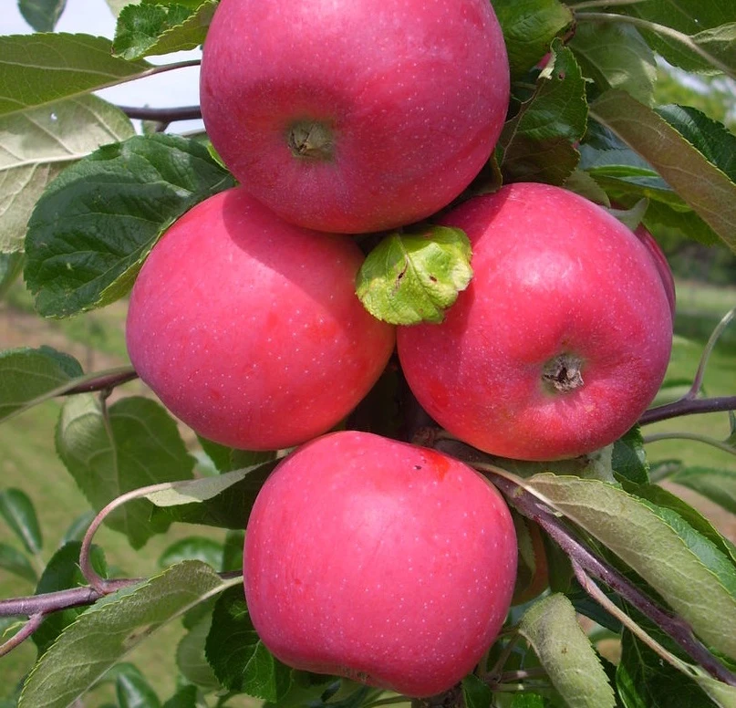 Allegro Ⓢ Malus Domestica 1 Allegro Ⓢ Malus Domestica