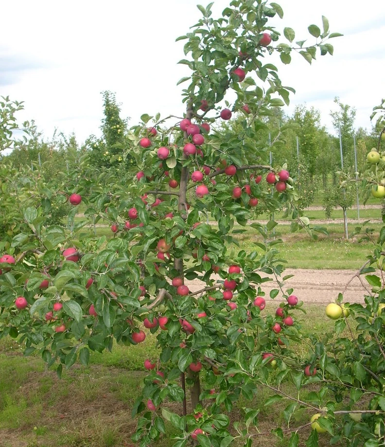 Allegro Ⓢ Malus Domestica 2 Allegro Ⓢ Malus Domestica – Bild 2