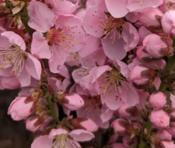 Zwergpfirsich `Amber® Pix ZeeⓈ´ Prunus Persica 7 Zwergpfirsich `Amber® Pix ZeeⓈ´ Prunus Persica -Pflanzenhof-online Geschäft Amber Pix Zee