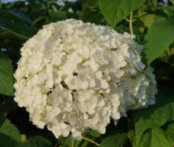 Garten-Hortensie `Incrediball®´ Hydrangea Arborescens -Pflanzenhof-online Geschäft Anabelle Hortensie