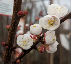 Ungarische Beste Prunus Armeniaca `Ungarische Beste´ -Pflanzenhof-online Geschäft Aprikose Bl te