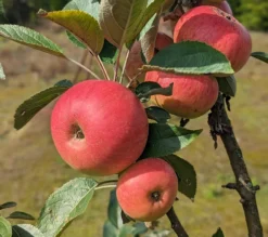 Säulenapfel Arbat ® Malus Domestica -Pflanzenhof-online Geschäft Arbat S ulenapfel2