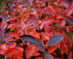 Aronia- Apfelbeere Hugin Aronia Melanocarpa `Hugin´ 5 Aronia- Apfelbeere Hugin Aronia Melanocarpa `Hugin´ -Pflanzenhof-online Geschäft Aronia Hugin Herbstf rbung