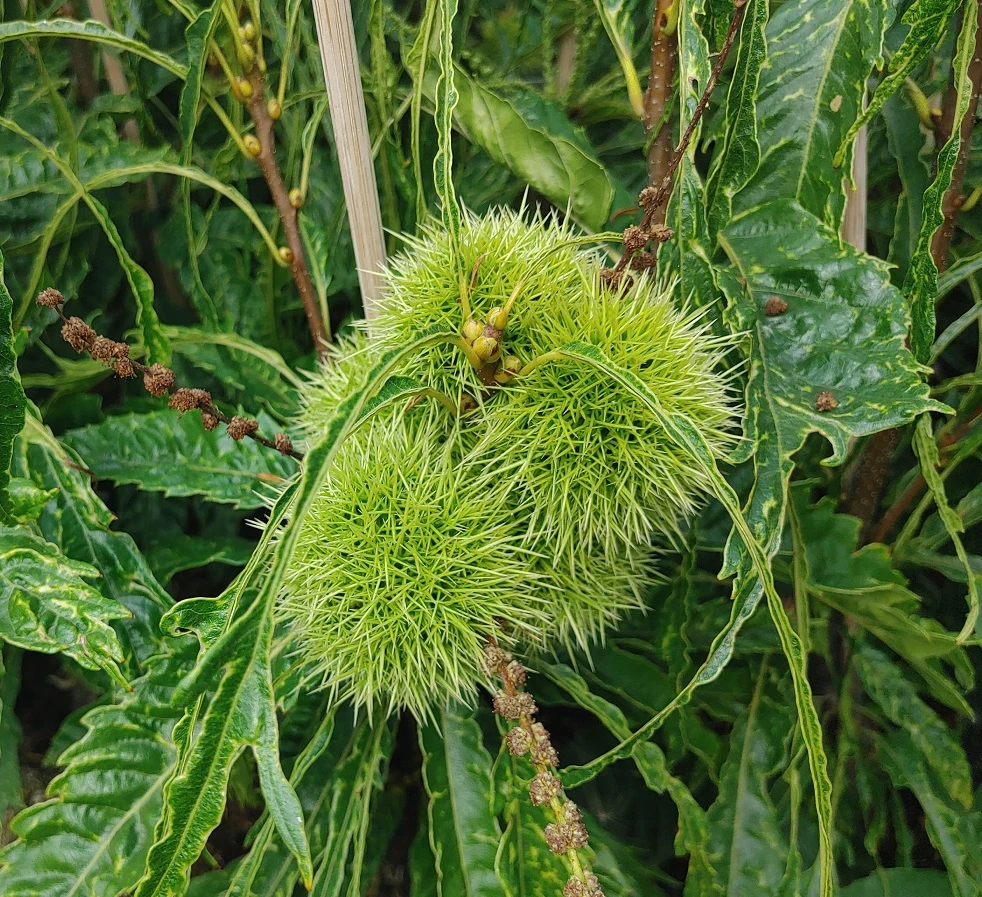 Esskastanie `Asplenifolia´ Castanea Sativa `Asplenifolia´ 2 Esskastanie `Asplenifolia´ Castanea Sativa `Asplenifolia´ – Bild 2