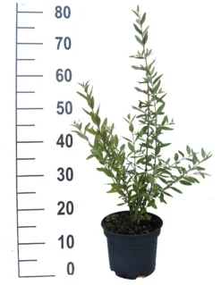 Silberblättrige Büffelbeere Sheperdia Argentea 5 Silberblättrige Büffelbeere Sheperdia Argentea -Pflanzenhof-online Geschäft B ffelbeere weiss