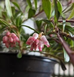 Echte Bärentraube Arctostaphylos Uva-ursi 5 Echte Bärentraube Arctostaphylos Uva-ursi -Pflanzenhof-online Geschäft B rentraube Bl te