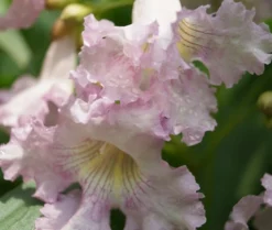 Sommerglocke / Baumoleander `Summer Bells´ Chitalpa Tashkentensis `Summer Bells´ -Pflanzenhof-online Geschäft Baumoleander Summer Bells 4