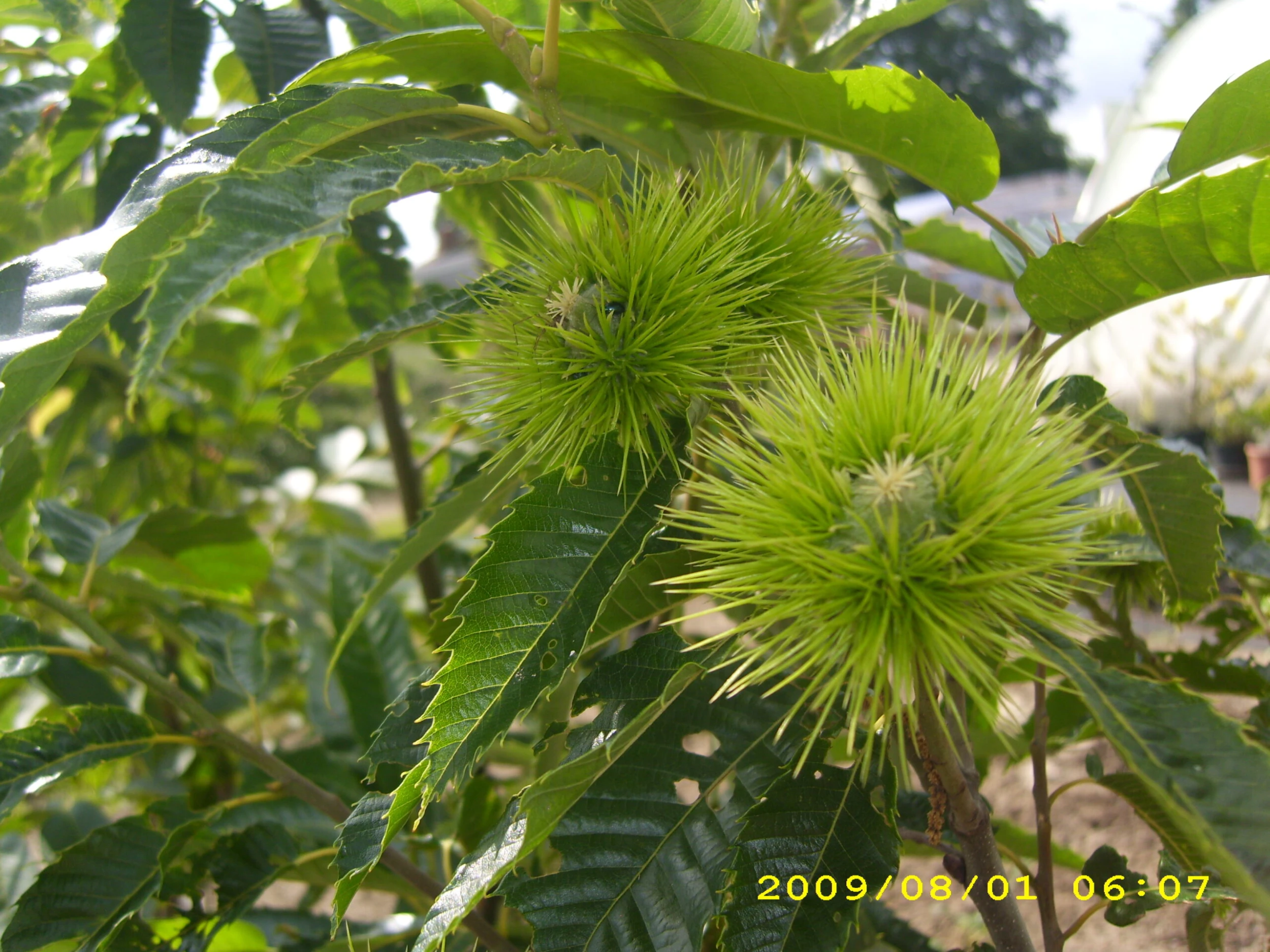 Esskastanie `Belle Epine´ Castanea Sativa `Belle Epine´ 3 Esskastanie `Belle Epine´ Castanea Sativa `Belle Epine´ – Bild 3