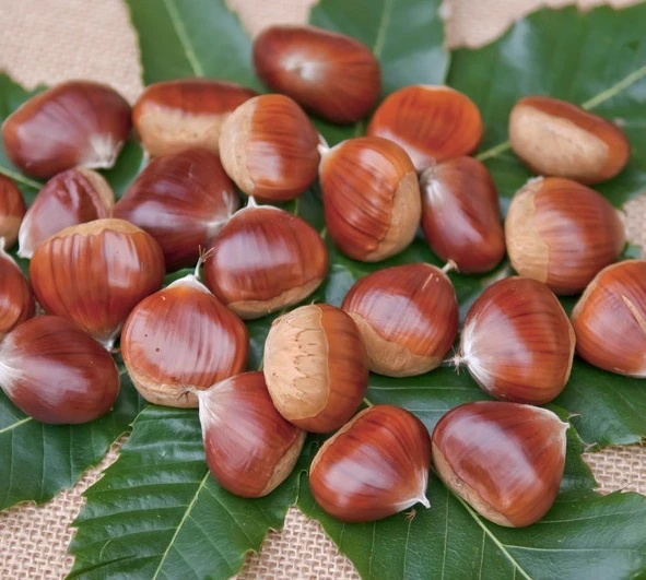 Esskastanie `Belle Epine´ Castanea Sativa `Belle Epine´ 1 Esskastanie `Belle Epine´ Castanea Sativa `Belle Epine´