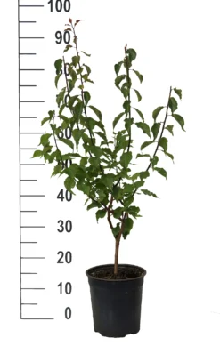Japanische Zier-Aprikose `Beni-chi-dori´ Prunus Mume `Beni-chi-dori´ -Pflanzenhof-online Geschäft Beni chi dori Zieraprikose