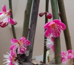 Japanische Zier-Aprikose `Beni-chi-dori´ Prunus Mume `Beni-chi-dori´ -Pflanzenhof-online Geschäft Benichidori