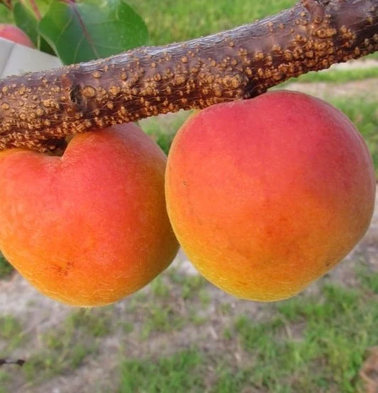 Säulen-Aprikose `Armi-Col´ 150-175cm Prunus Armeniaca `Armi-Col´ 1 Säulen-Aprikose `Armi-Col´ 150-175cm Prunus Armeniaca `Armi-Col´