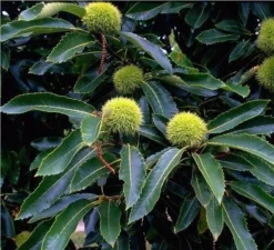 Titelseite -Pflanzenhof-online Geschäft Bilder Green Base 004