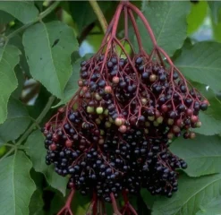 Holunder Haschberg Sambucus Nigra `Haschberg´ -Pflanzenhof-online Geschäft Bilder Green Base 075