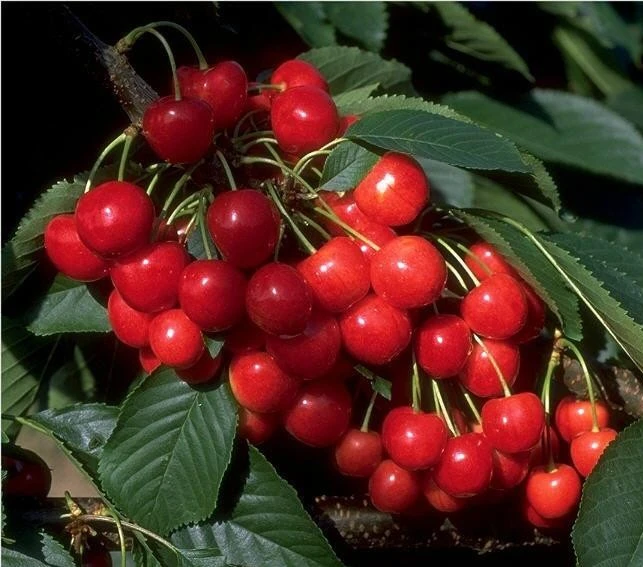 Morellenfeuer Prunus Cerasus `Morellenfeuer´ 1 Morellenfeuer Prunus Cerasus `Morellenfeuer´