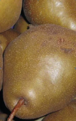 Uta Pyrus Communis `Uta´ 7 Uta Pyrus Communis `Uta´ -Pflanzenhof-online Geschäft Birne UTA