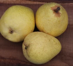 Säulenbirne `Pirini Myway®´ Pyrus Communis `Pirini Myway®´