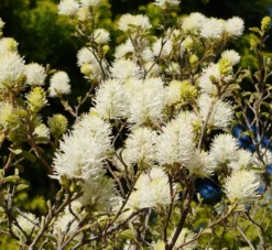 Großer Federbuschstrauch Fothergilla Major -Pflanzenhof-online Geschäft Bl te Fothergilla