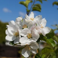Zierapfel `Red Sentinel´ Malus `Red Sentinel´ -Pflanzenhof-online Geschäft Bl te Red Sentinel