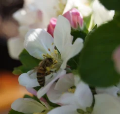 Säulenapfel `Rondo´ Malus Domestica `Rondo´ -Pflanzenhof-online Geschäft Bl te Rondo mit Biene