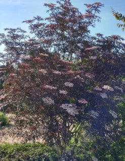 Holunder Black Lace ® Sambucus Nigra `Black Lace´ 11 Holunder Black Lace ® Sambucus Nigra `Black Lace´ -Pflanzenhof-online Geschäft Blace Lace Strauch