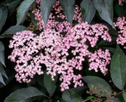 Rotblättriger Holunder `Black Beauty´ Sambucus Nigra `Black Beauty´