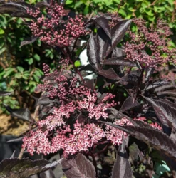 Rotblättriger Holunder `Black Beauty´ Sambucus Nigra `Black Beauty´ -Pflanzenhof-online Geschäft Black Beauty1