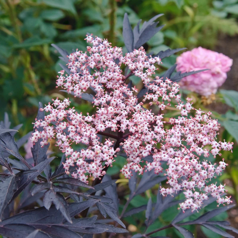 Holunder Black Lace ® Sambucus Nigra `Black Lace´ 2 Holunder Black Lace ® Sambucus Nigra `Black Lace´ – Bild 2