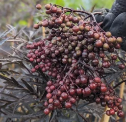 Holunder Black Lace ® Sambucus Nigra `Black Lace´ 9 Holunder Black Lace ® Sambucus Nigra `Black Lace´ -Pflanzenhof-online Geschäft Black Lace Furcht