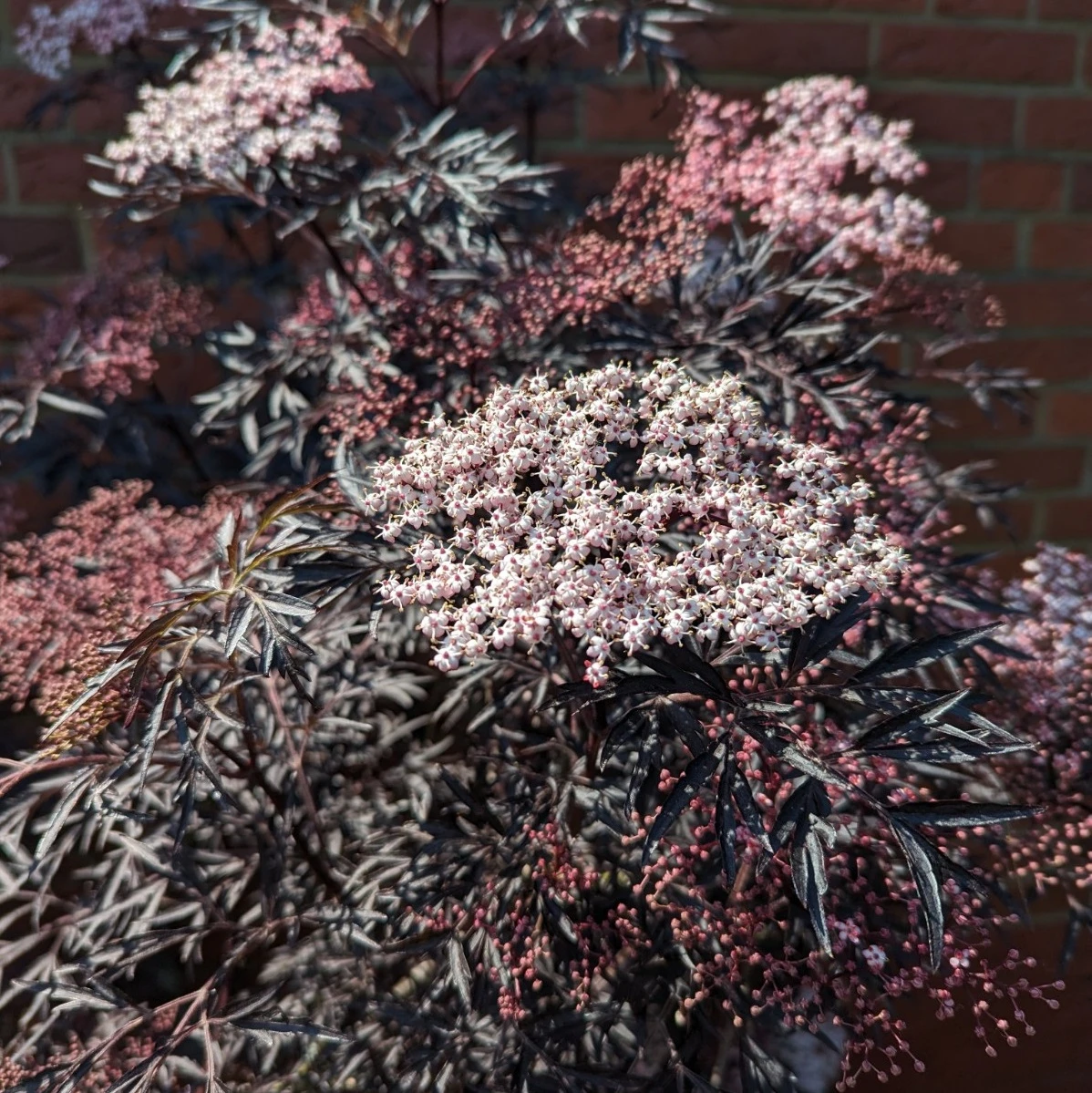 Holunder Black Lace ® Sambucus Nigra `Black Lace´ 1 Holunder Black Lace ® Sambucus Nigra `Black Lace´