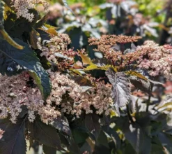 Holunder-Säule Black Tower (R) Sambucus Nigra `Black Tower´ -Pflanzenhof-online Geschäft Black Tower1