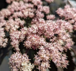 Holunder-Säule Black Tower (R) Sambucus Nigra `Black Tower´ -Pflanzenhof-online Geschäft Black tower2