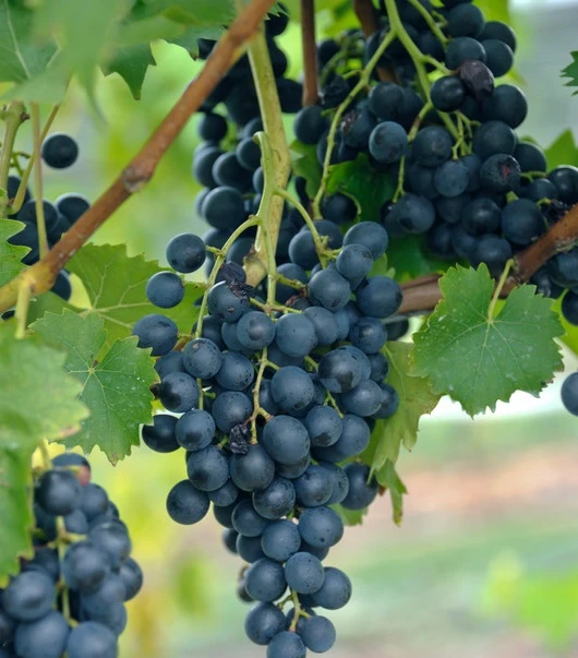 Blauer Muskateller Vitis `Blauer Muskateller´ 1 Blauer Muskateller Vitis `Blauer Muskateller´