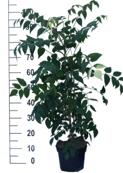 Blauschote / Blaugurkenbaum Decaisnea Fargesii 6 Blauschote / Blaugurkenbaum Decaisnea Fargesii -Pflanzenhof-online Geschäft Blauschote Decaisnea weiss