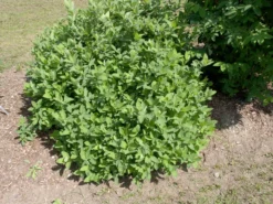 Sibirische Blaubeere "Blue Velvet" Lonicera Kamtschatica `Blue Velvet´ -Pflanzenhof-online Geschäft Blue Velvet Kordes Jungpflanzen