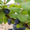 Sibirische Blaubeere "Blue Velvet" Lonicera Kamtschatica `Blue Velvet´