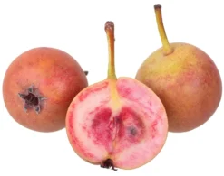 Sommer-Blut-Birne Pyrus Communis